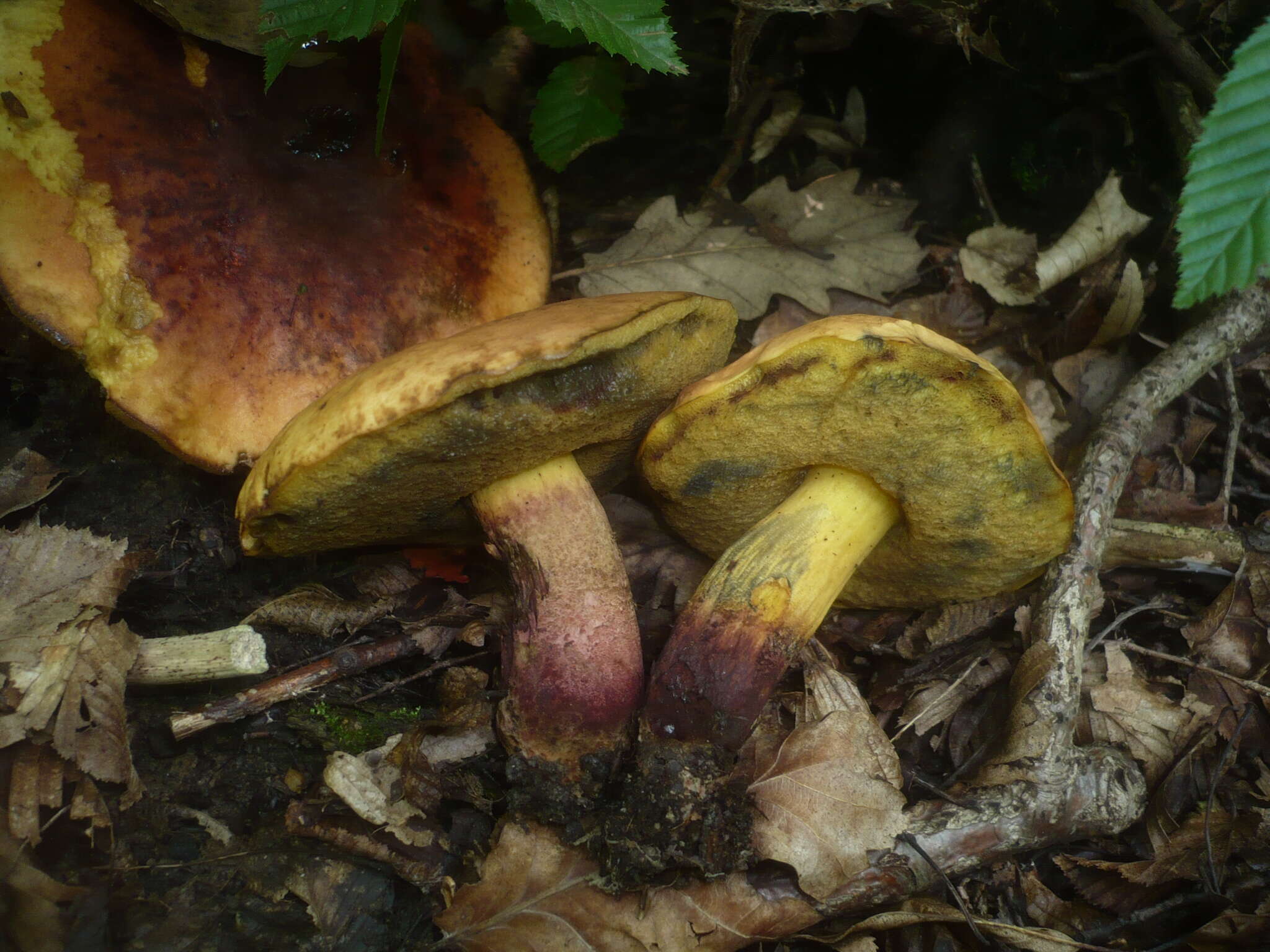 Image of Deceiving Bolete