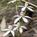 Caladenia ustulata (D. L. Jones) G. N. Backh.的圖片