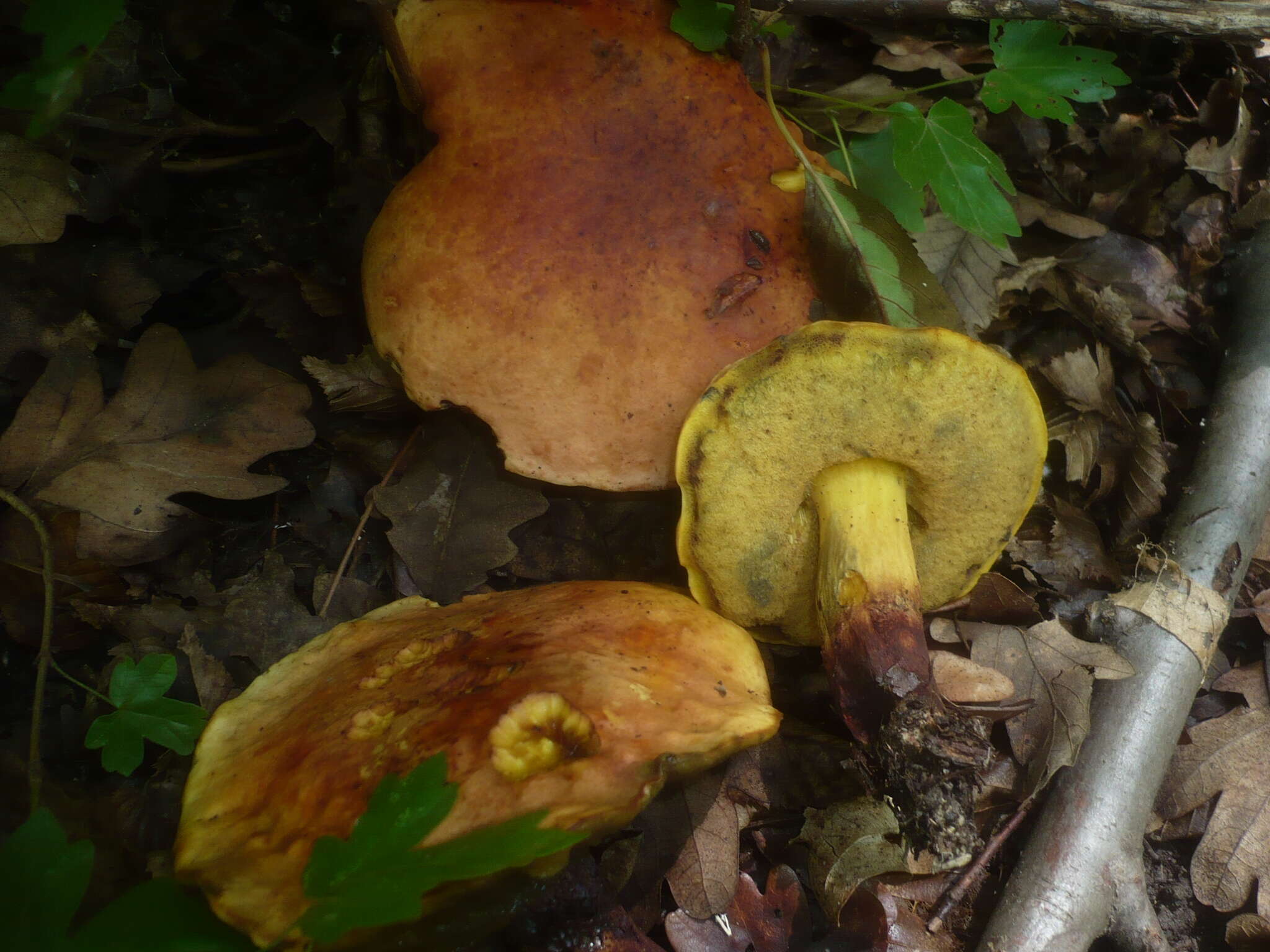 Image of Deceiving Bolete