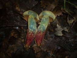 Image of Deceiving Bolete