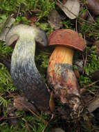 Image of Deceiving Bolete