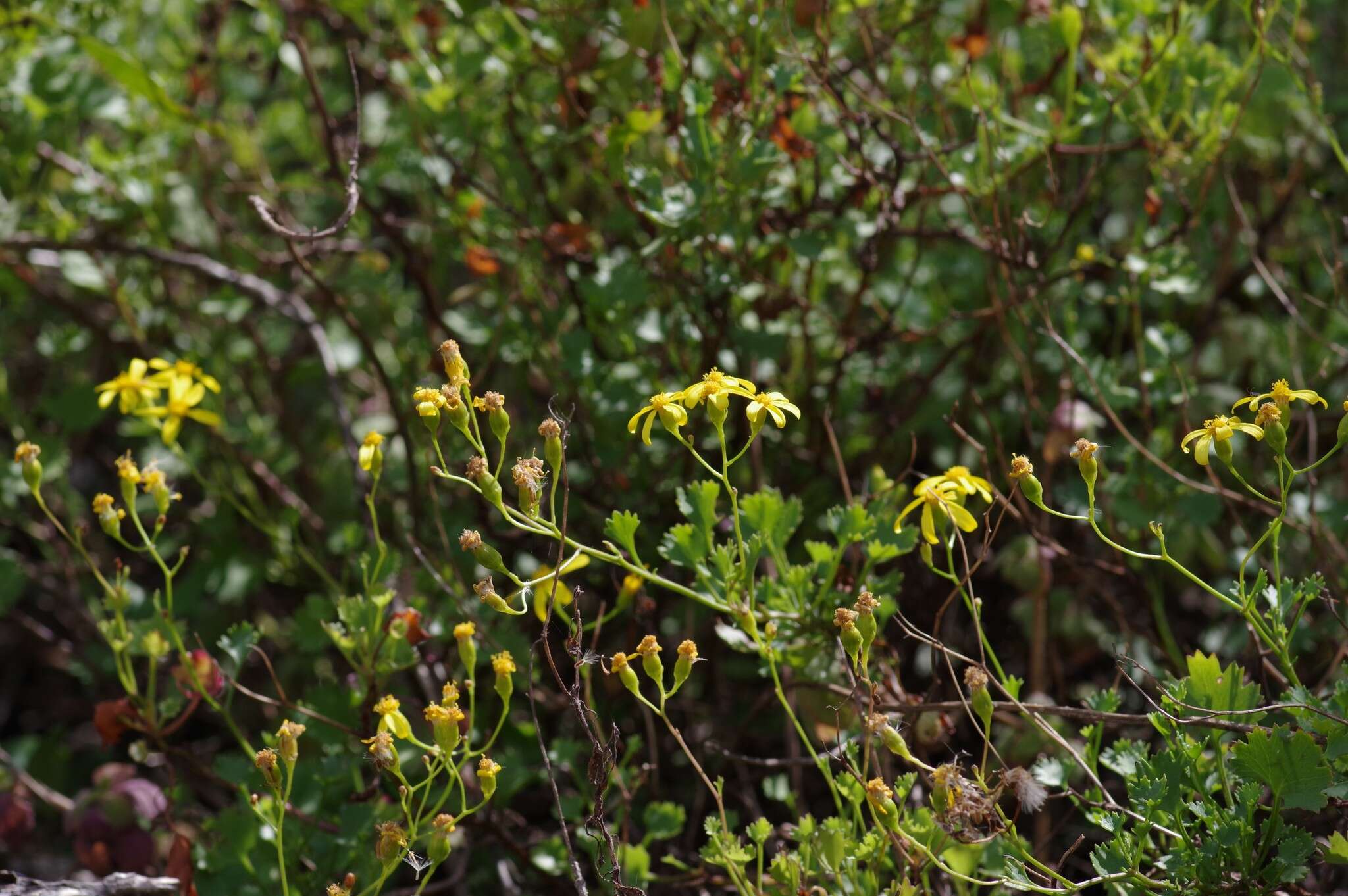 Image of wild cineraria