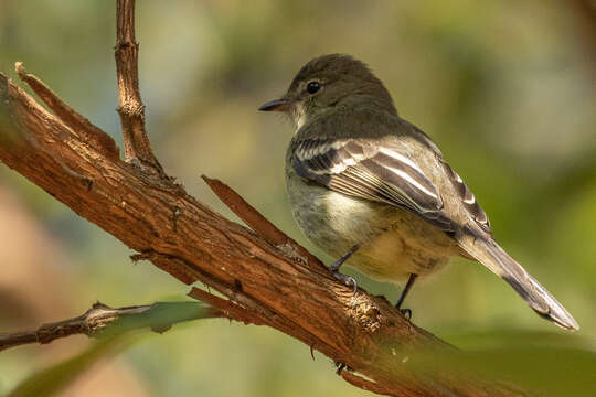 Image of Small-headed Elaenia