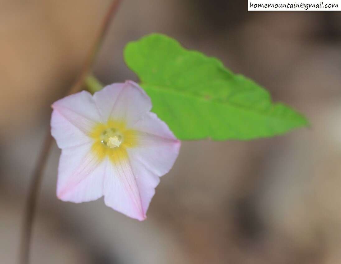 Image of Merremia sibirica (L.) Hall. fil.