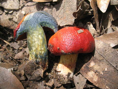 Image of Dupain's Bolete