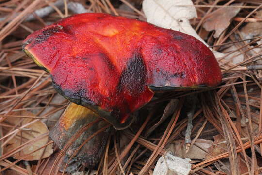 Image of Dupain's Bolete