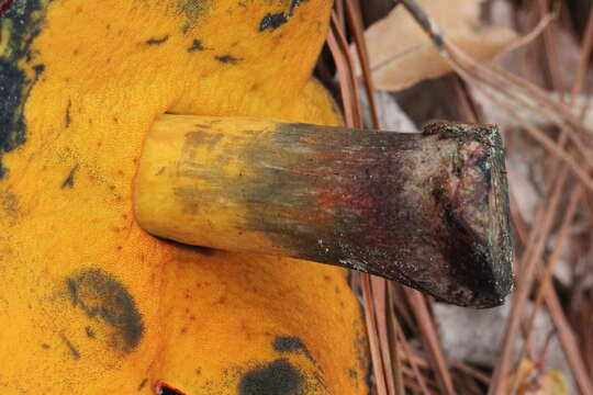 Image of Dupain's Bolete