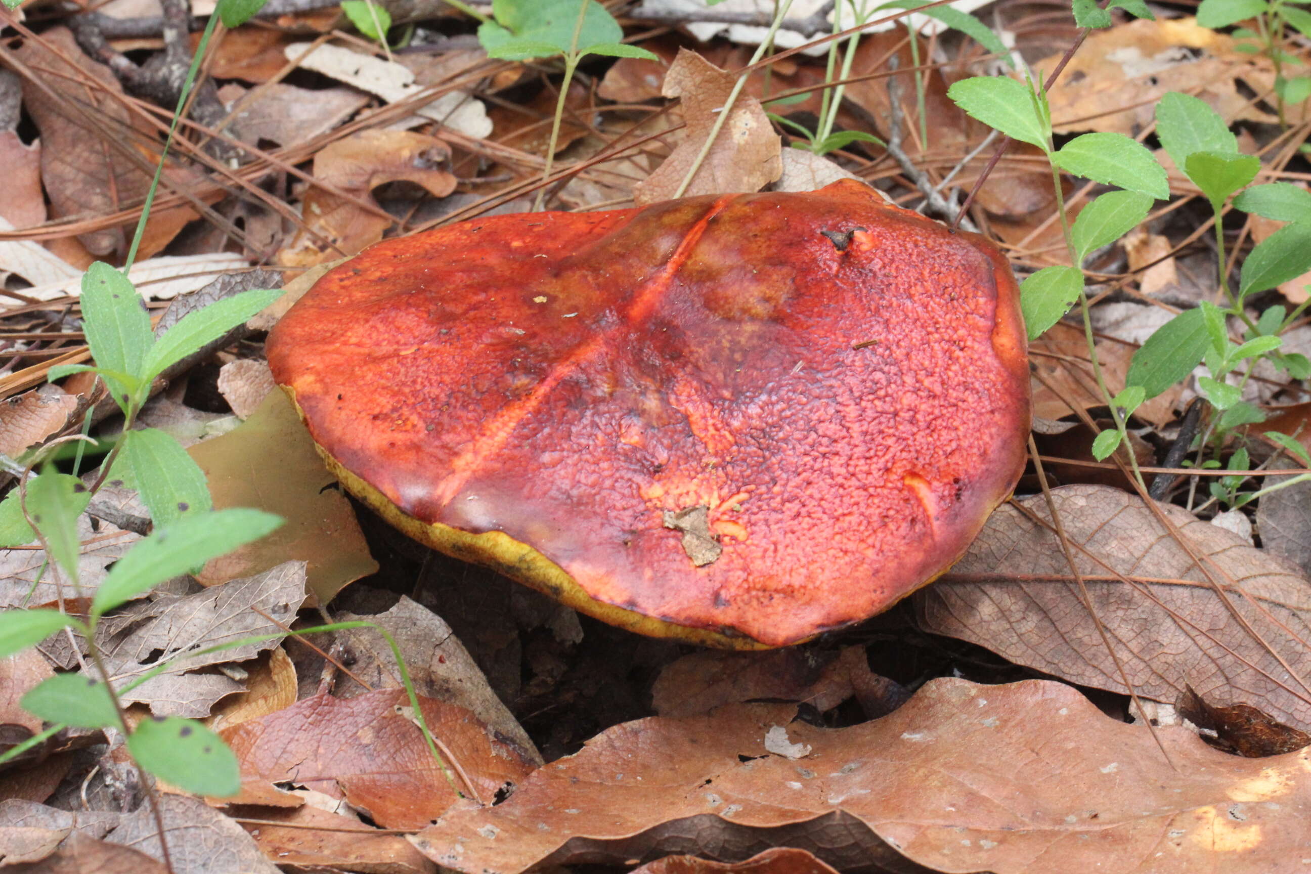 Image of Dupain's Bolete