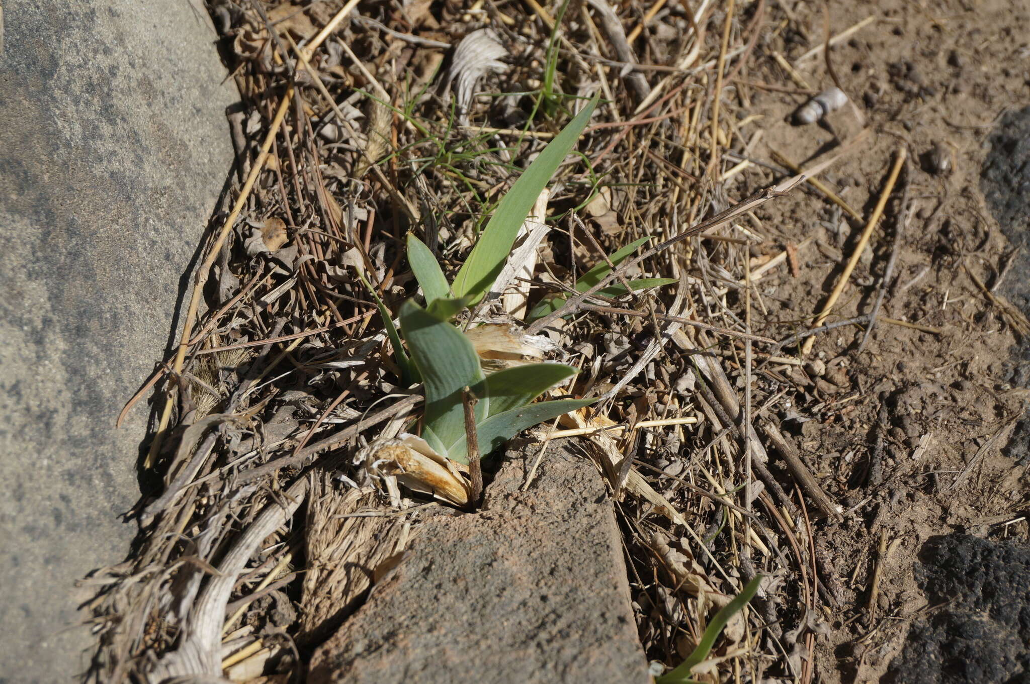 Image of Iris dichotoma Pall.