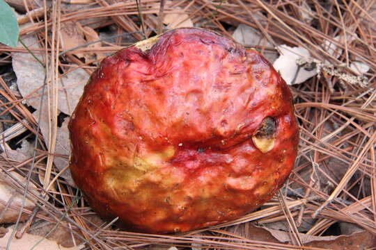 Image of Dupain's Bolete