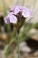 Image of Dianthus moesiacus Vis. & Pancic