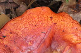 Image of Dupain's Bolete