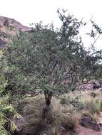 Image of Chamaecytisus prolifer subsp. meridionalis Acebes