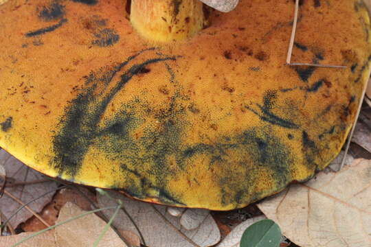 Image of Dupain's Bolete