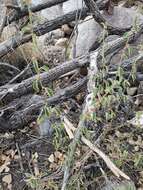 Image of shrubby false mallow