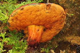 Image of Dupain's Bolete