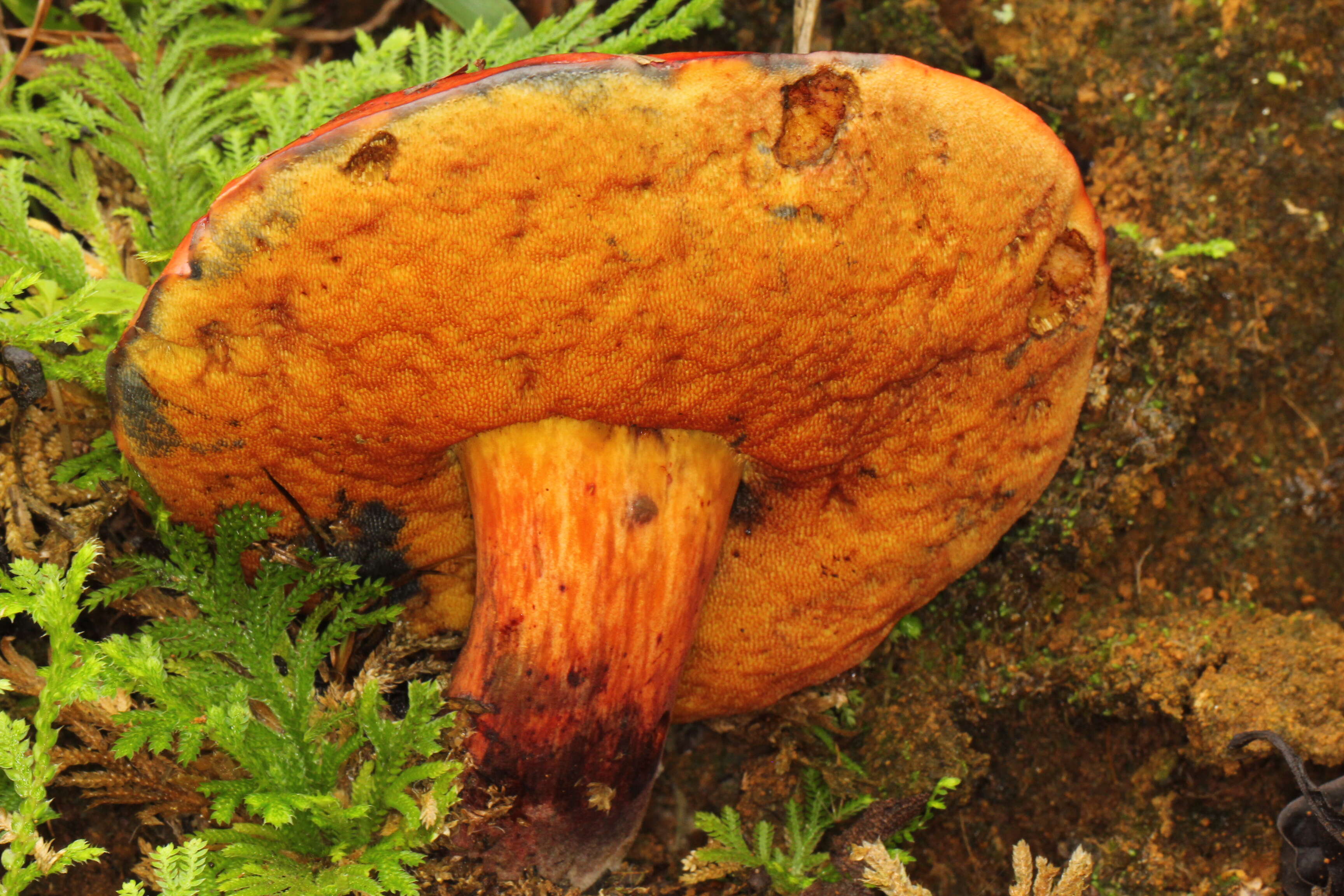 Image of Dupain's Bolete