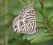 Image of Leptotes plinius