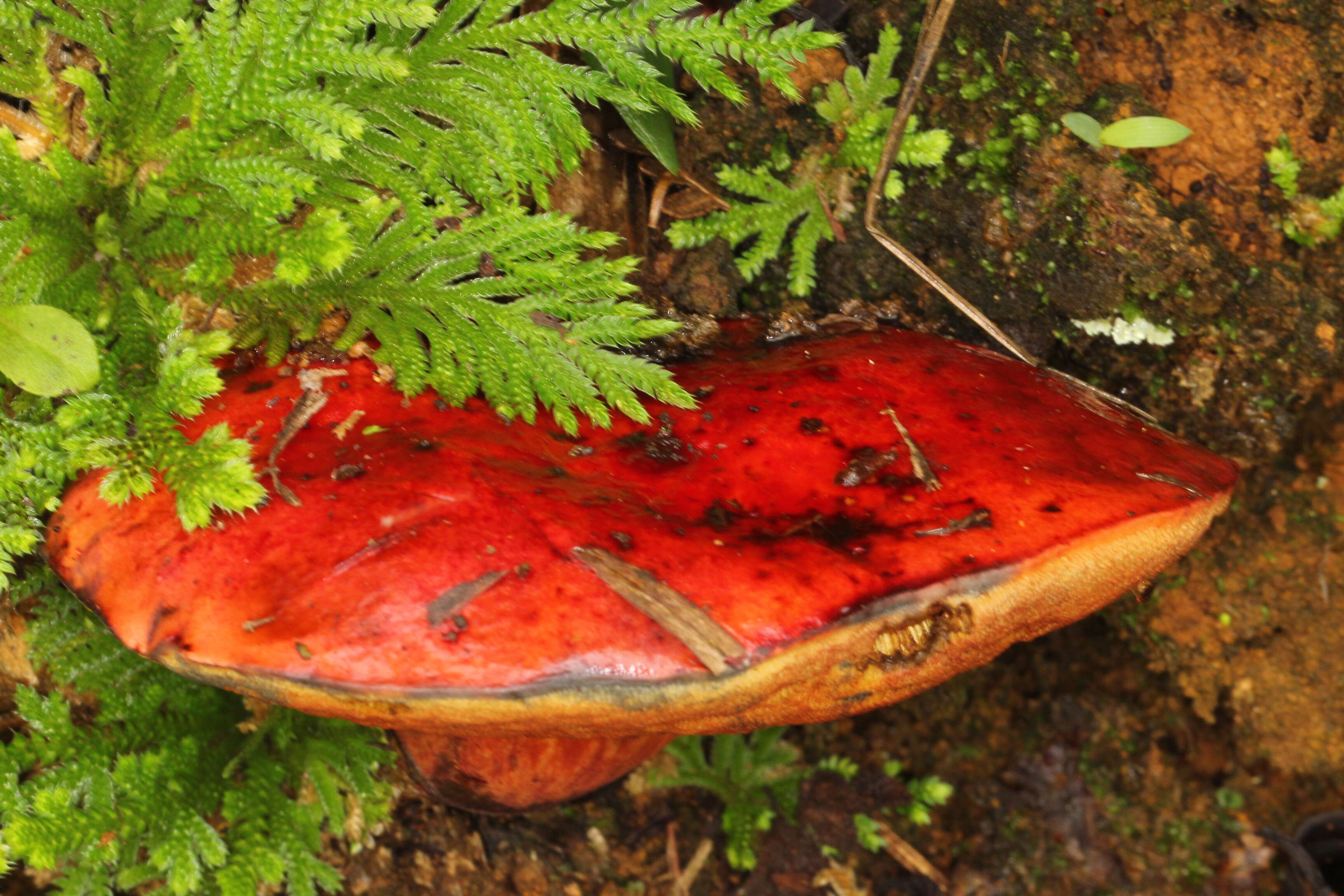 Image of Dupain's Bolete