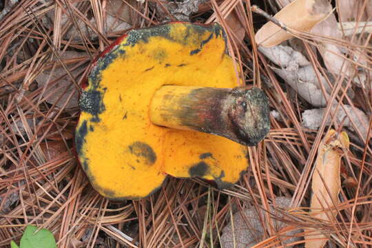 Image of Dupain's Bolete