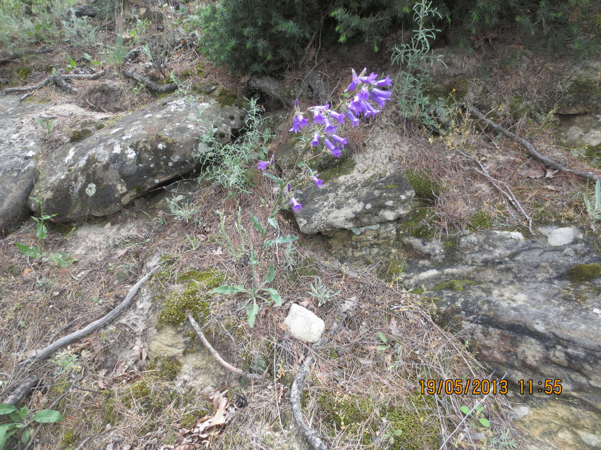 Image of Campanula sibirica subsp. elatior (Fomin) Fed.