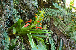 Image of Guzmania gloriosa (André) André ex Mez