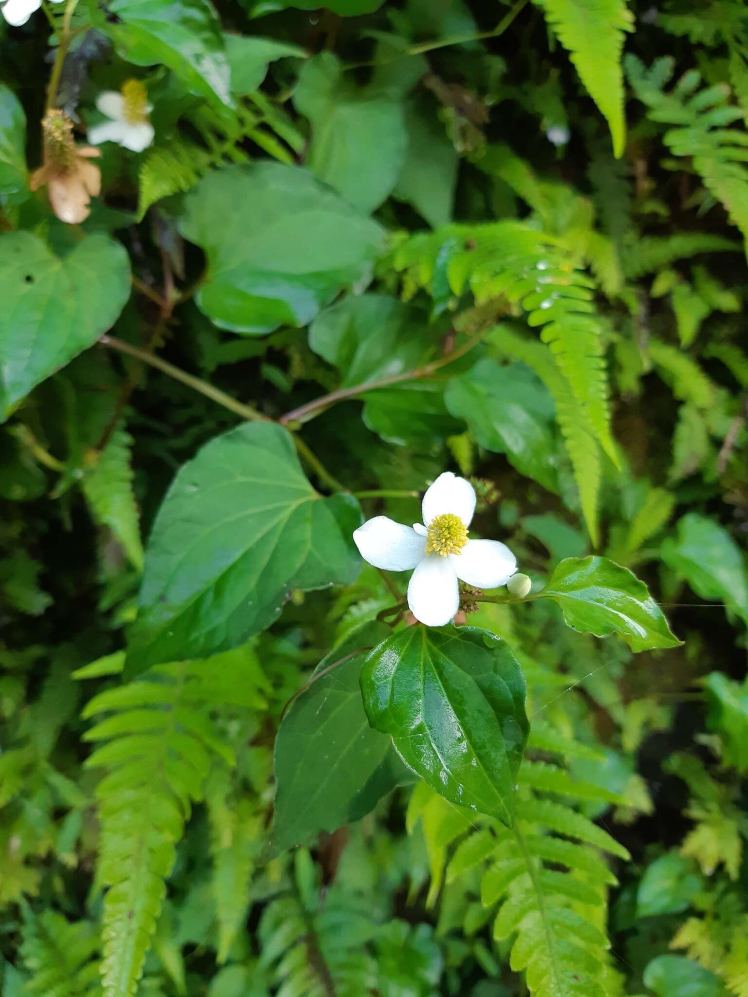 蕺菜屬的圖片