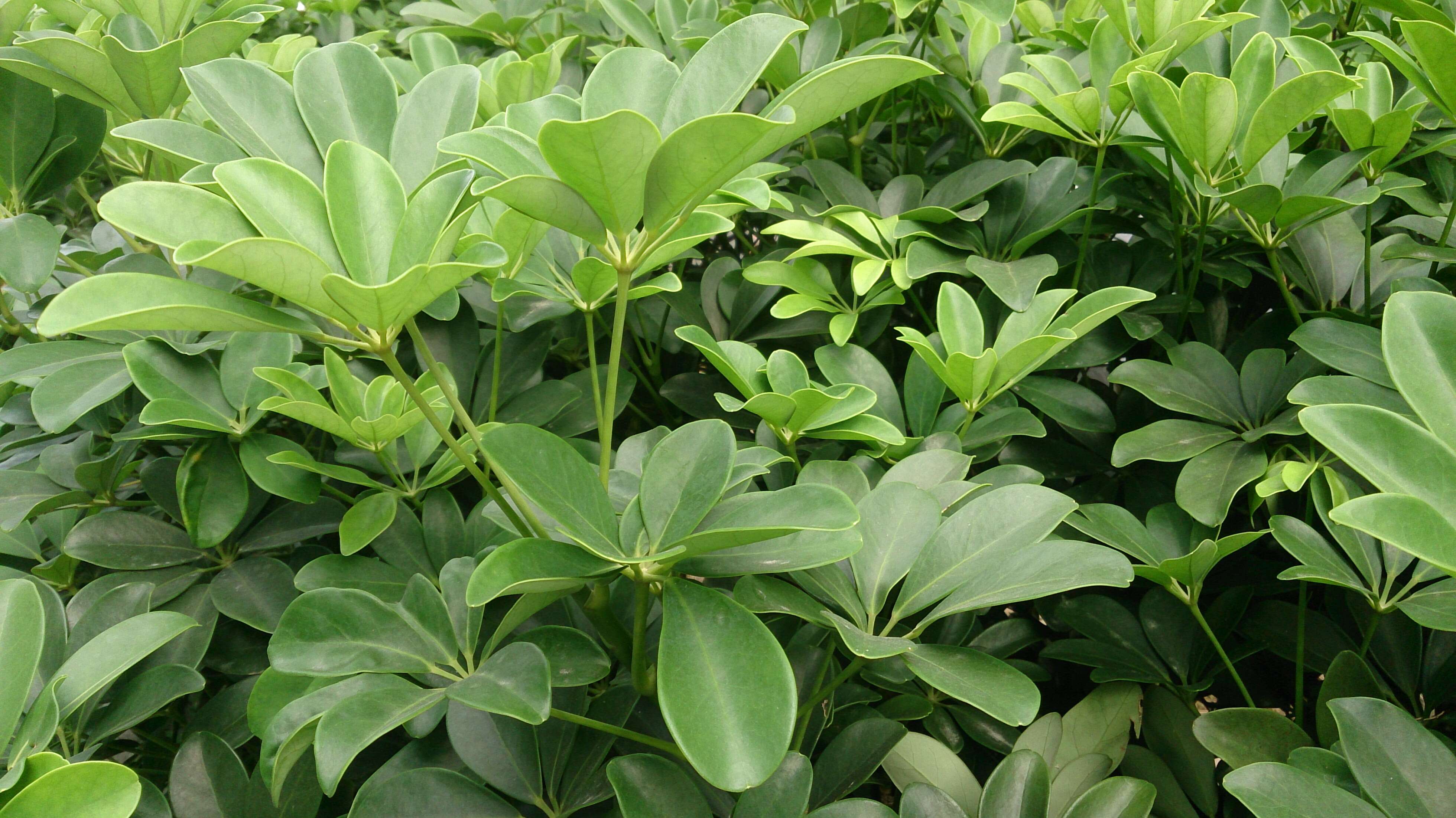 Image of Dwarf Umbrella Tree