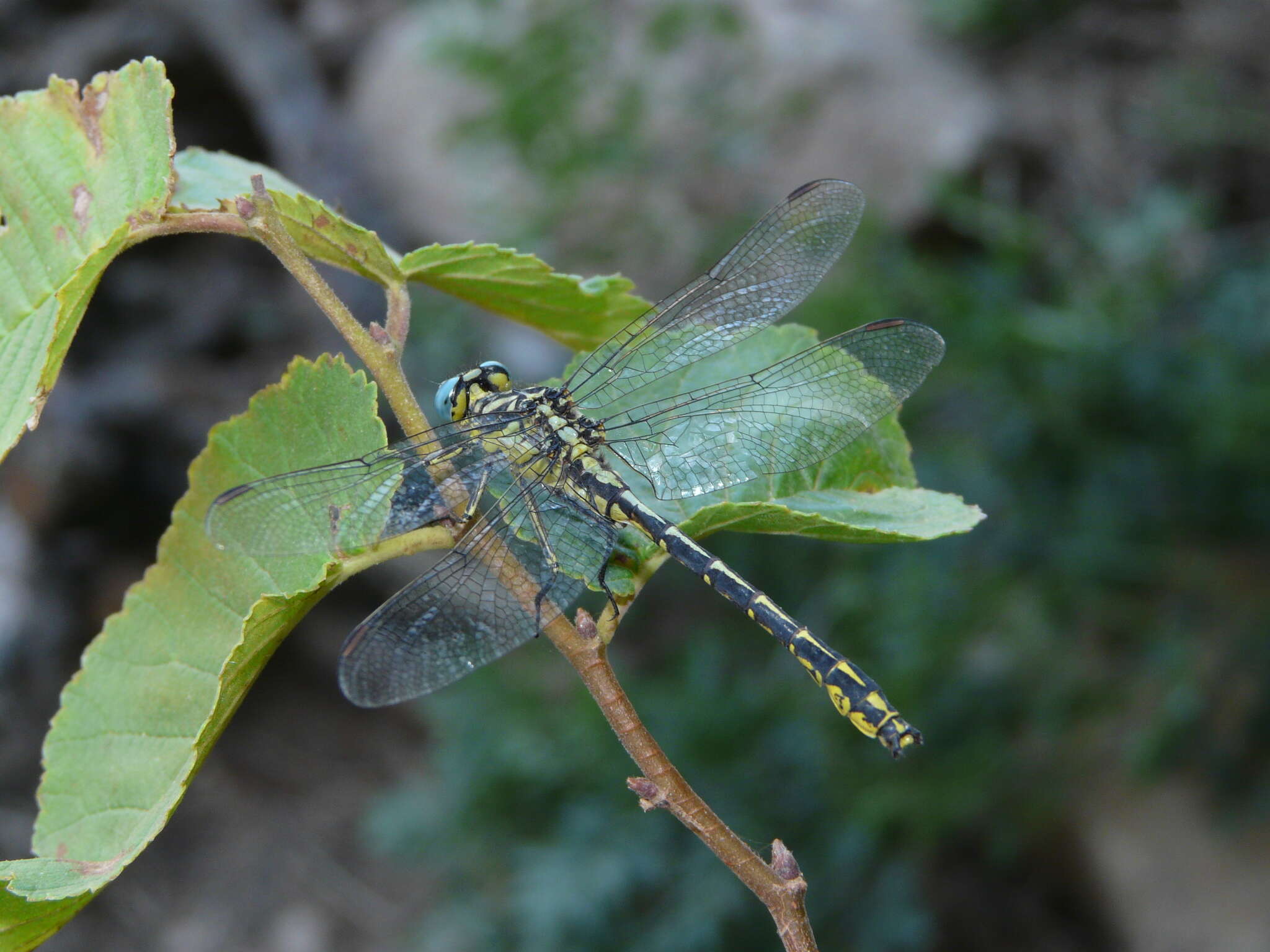 Image of Pronged Clubtail