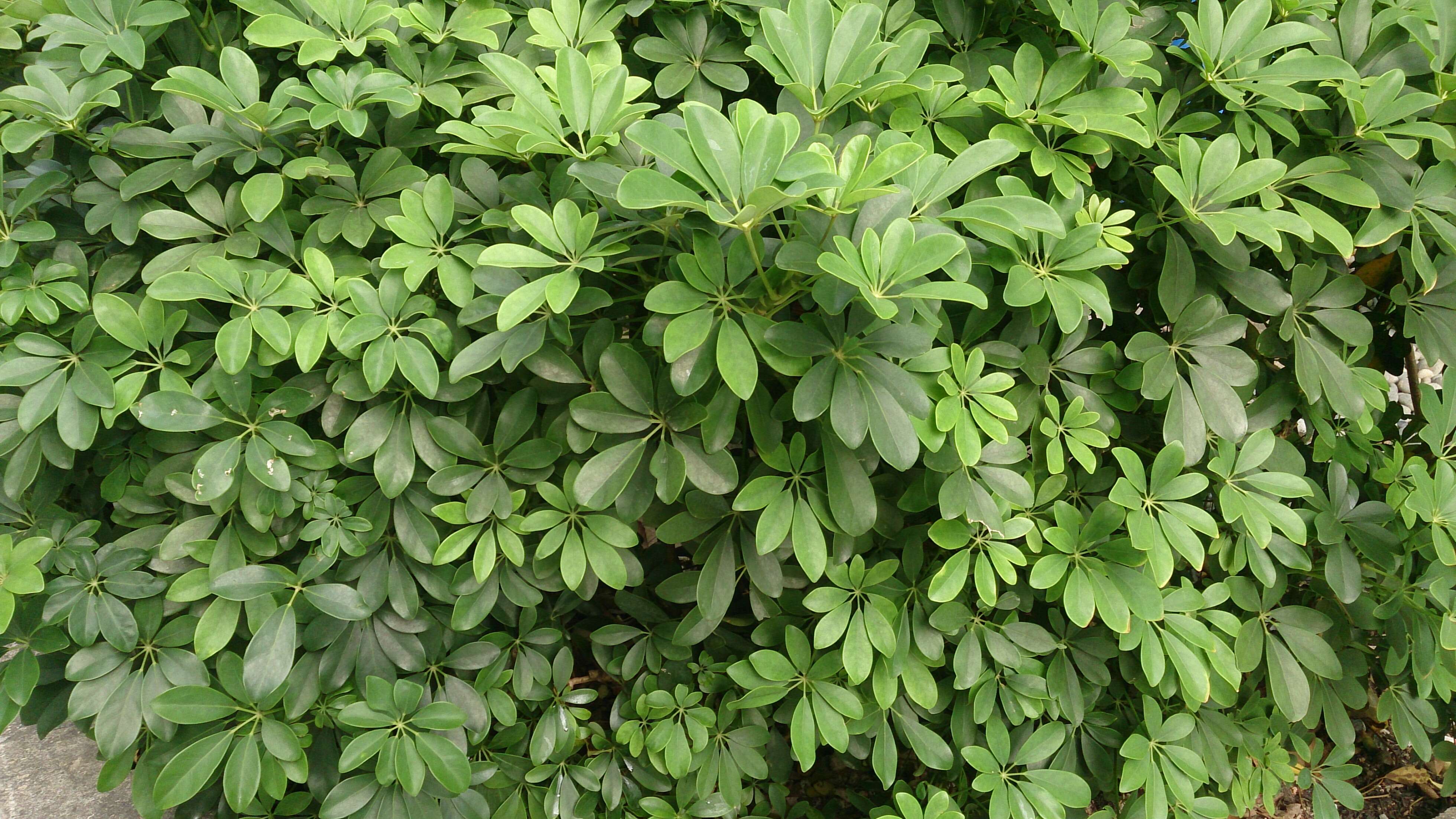 Image of Dwarf Umbrella Tree