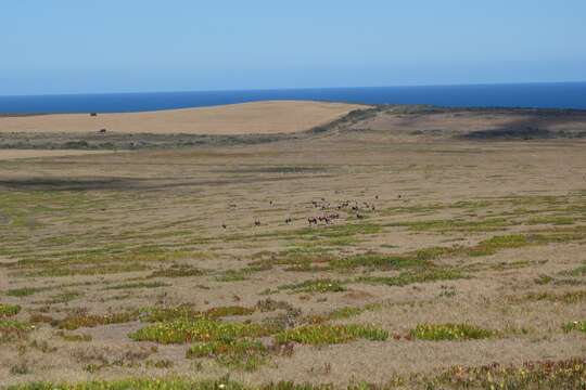 Image of Blesbok