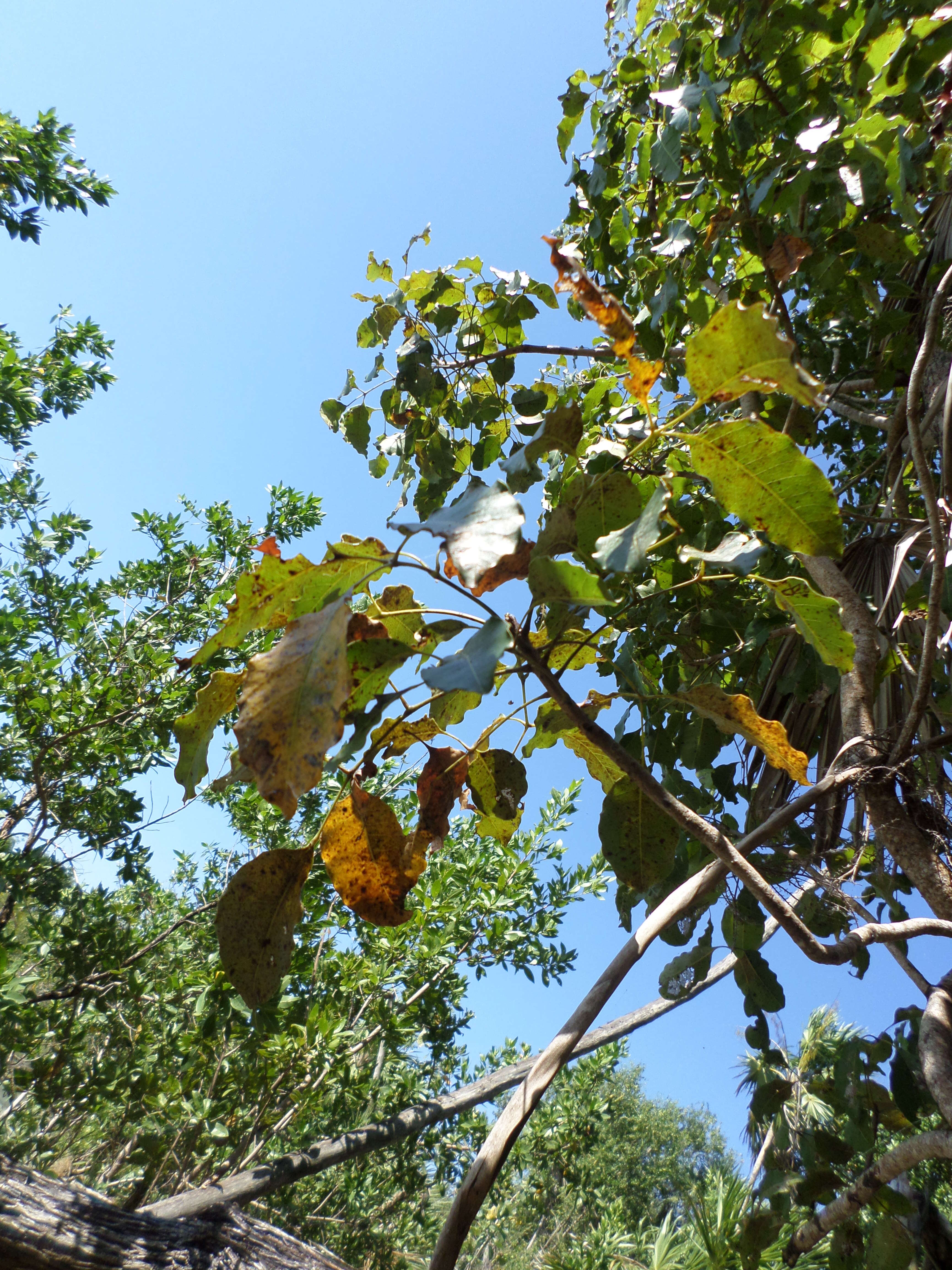 Image of Metopium brownei (Jacq.) Urb.