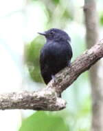 Image of Bluish-slate Antshrike