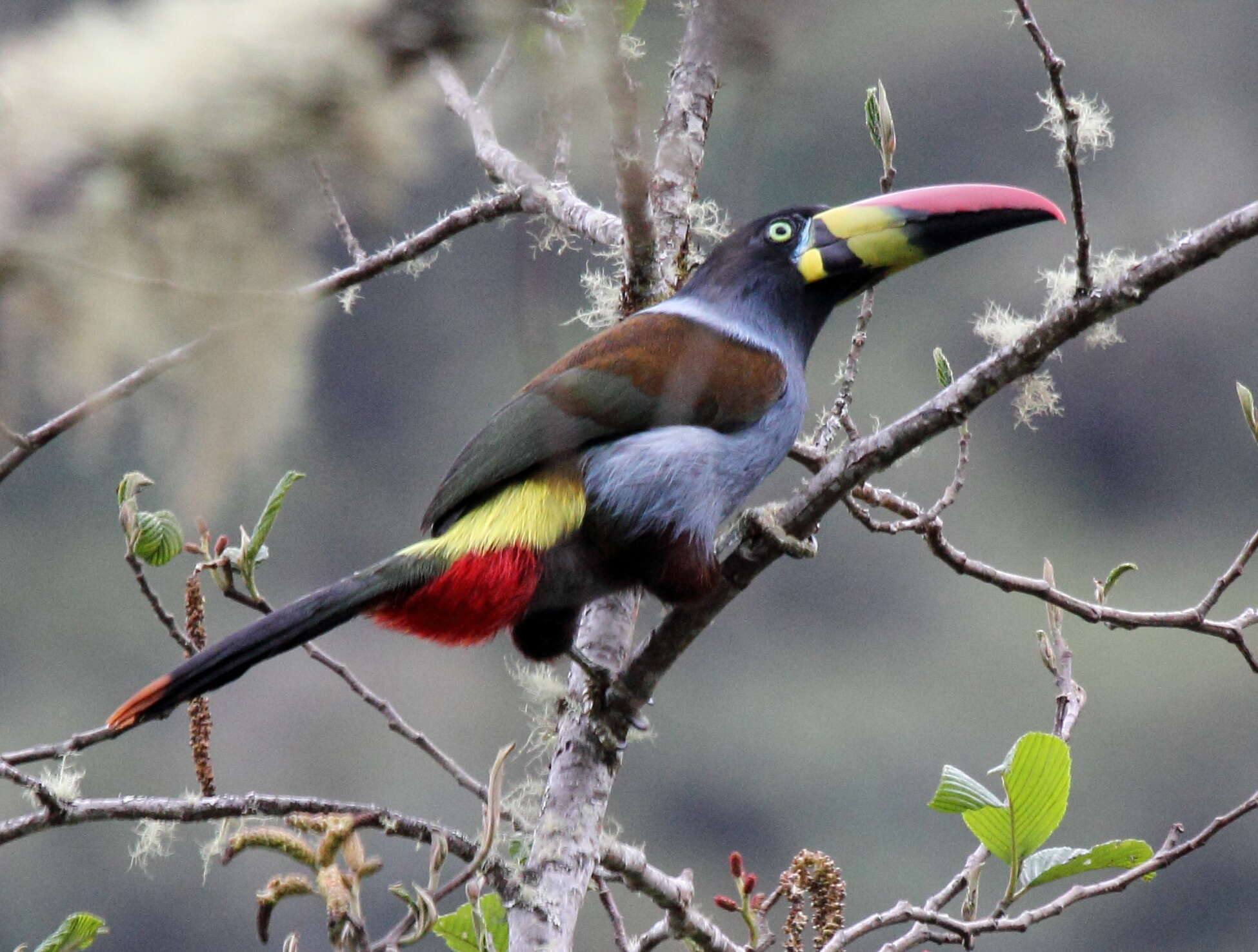 Image de Toucan bleu