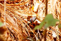 Image of Thamnophis cyrtopsis collaris (Jan 1863)