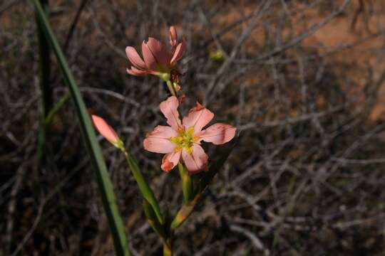 Moraea bifida (L. Bolus) Goldblatt resmi