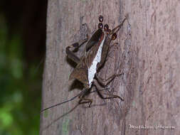 Image of Trematocoris lobipes (Westwood 1842)