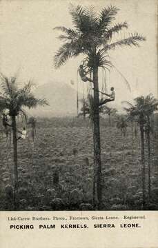 Image of African oil palm