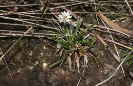 Image de Helichrysum pumilum Hook. fil.