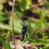 Image of Umbellifer Longhorn