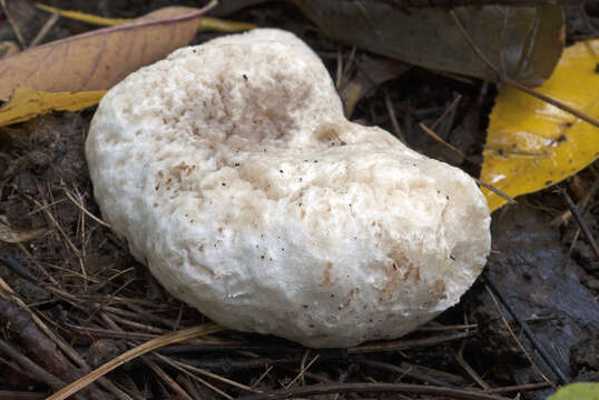 Image of Entoloma abortivum (Berk. & M. A. Curtis) Donk 1949