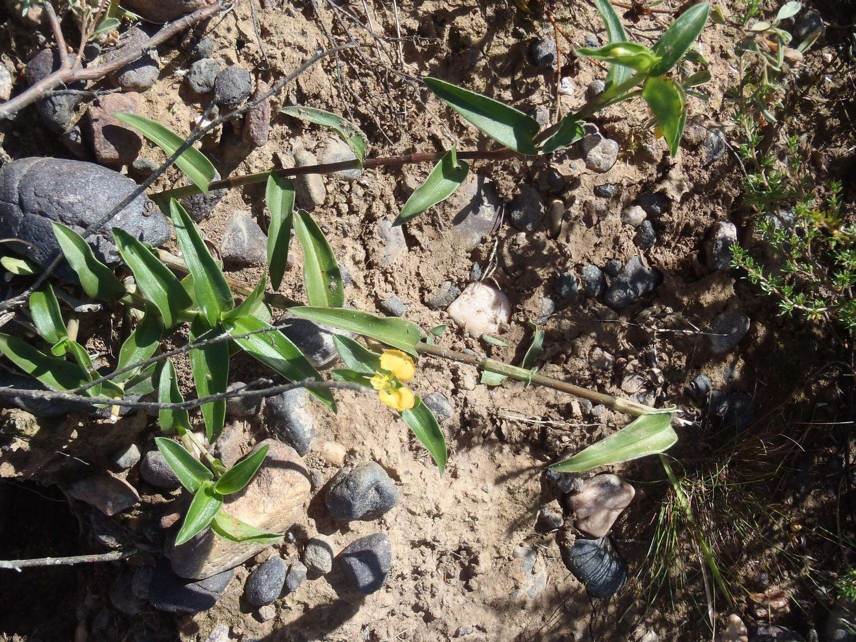 Image of Commelina africana subsp. africana