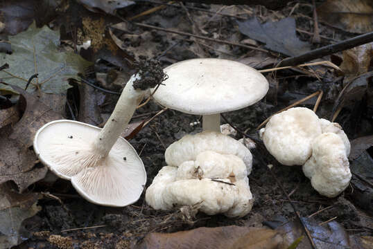 Image of Entoloma abortivum (Berk. & M. A. Curtis) Donk 1949