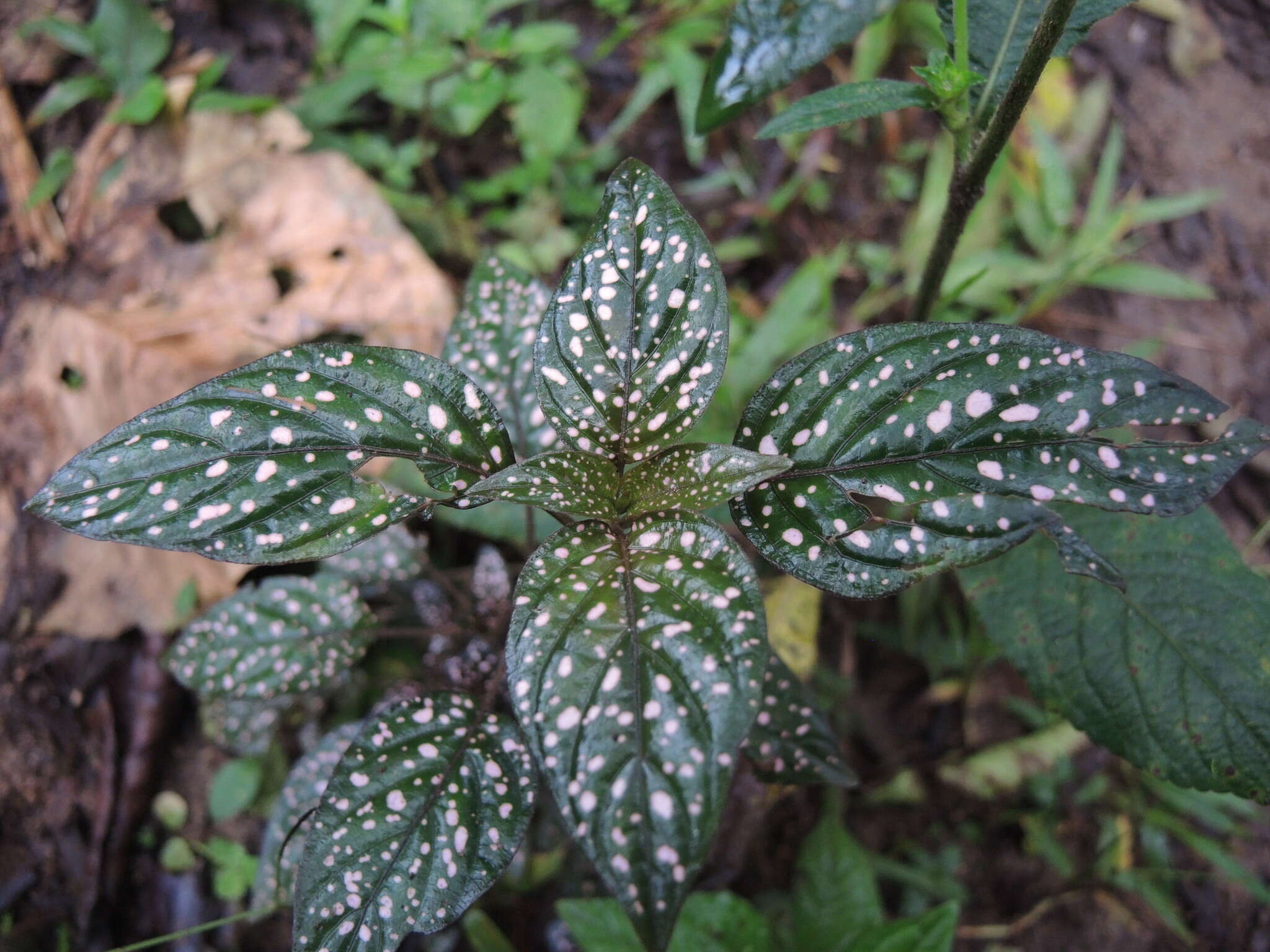 Hypoestes phyllostachya Baker resmi