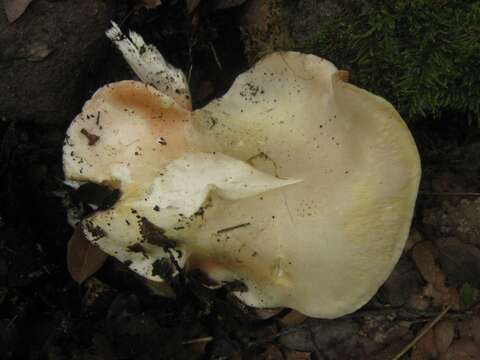 Image of Entoloma sinuatum (Bull.) P. Kumm. 1871