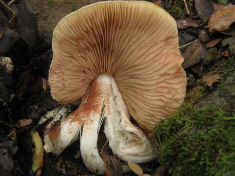 Image of Entoloma sinuatum (Bull.) P. Kumm. 1871