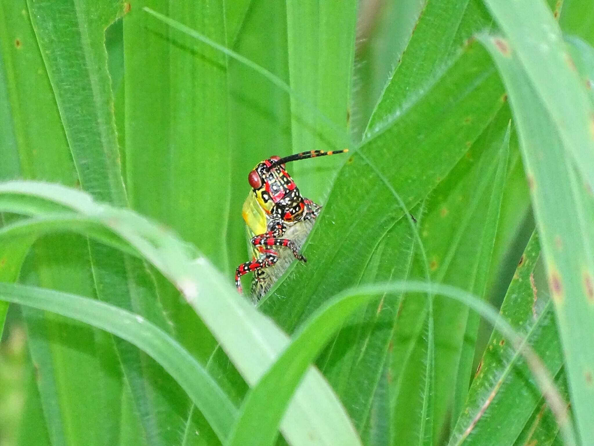 صورة Zonocerus variegatus (Linnaeus 1758)