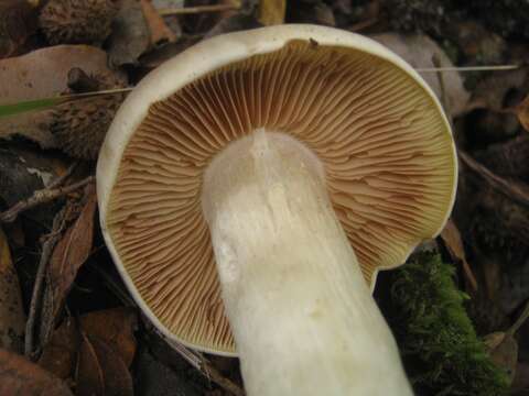 Image of Entoloma sinuatum (Bull.) P. Kumm. 1871