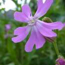 Plancia ëd Silene pendula L.