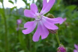 Image of nodding catchfly